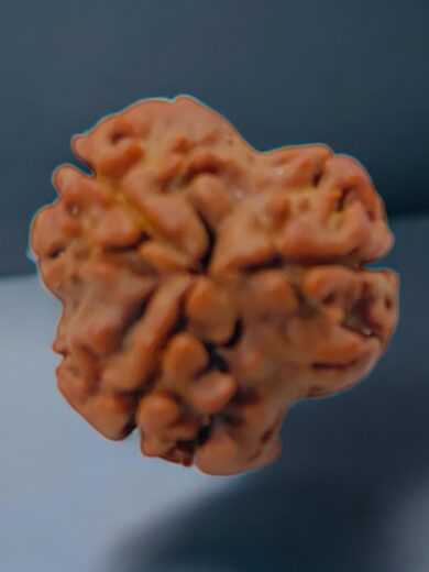 3-Mukhi-Nepali-Rudraksha-Regular