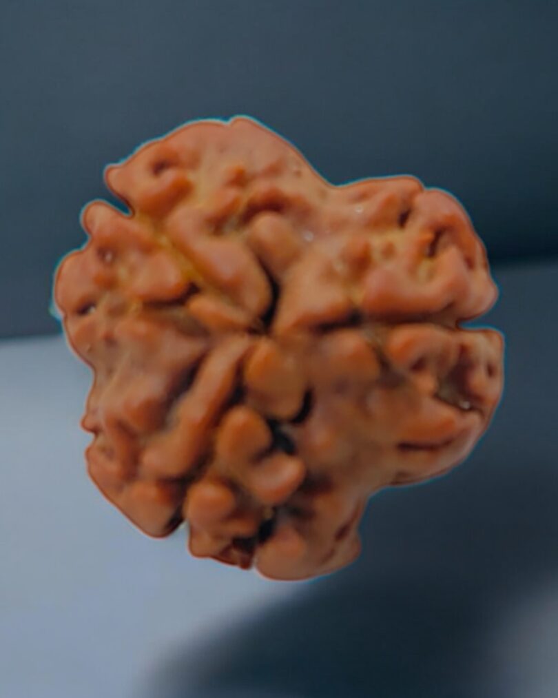 3-Mukhi-Nepali-Rudraksha-Regular