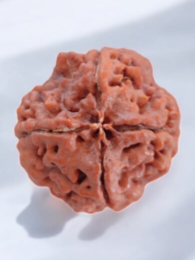 4 Mukhi Nepal Rudraksha-Collector