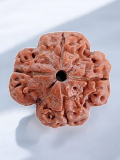 4 Mukhi Nepal Rudraksha-Large