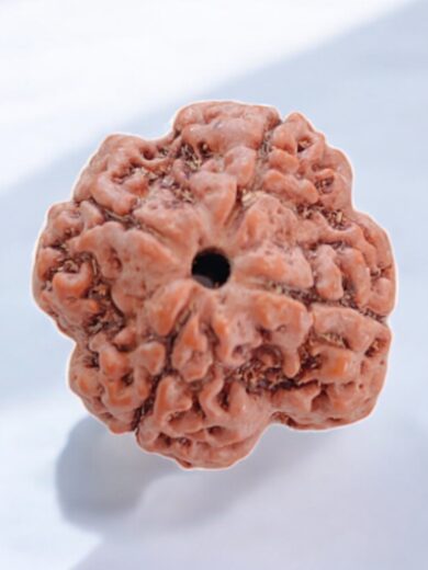 4 Mukhi Nepal Rudraksha-Regular