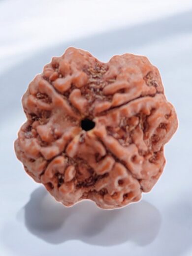 4 Mukhi Nepal Rudraksha-Regular