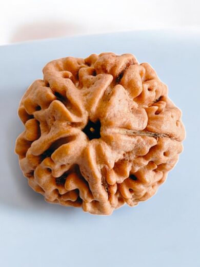 5-Mukhi-Nepali-Rudraksha-Regular