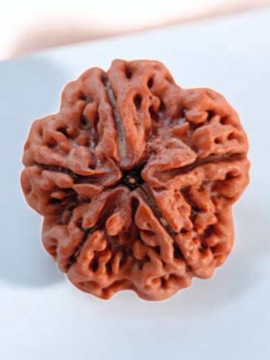 5 Mukhi Nepal Rudraksha-Collector