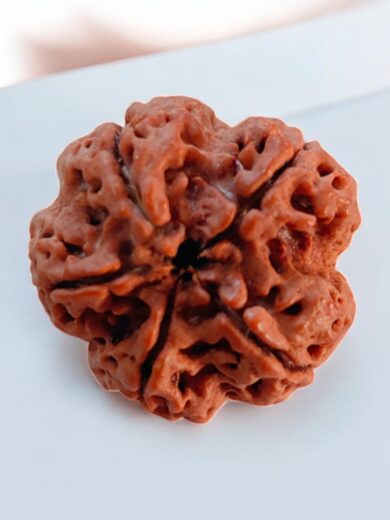 5 Mukhi Nepal Rudraksha-Collector