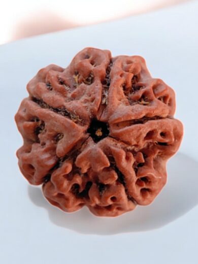 5 Mukhi Nepal Rudraksha-Large