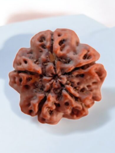 5 Mukhi Nepal Rudraksha-Large