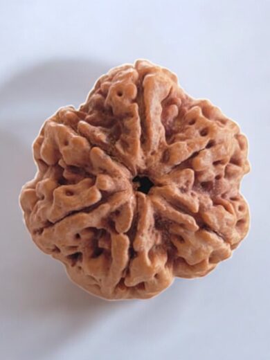 6 Mukhi Nepal Rudraksha-Collector