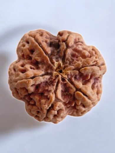 6 Mukhi Nepal Rudraksha-Collector