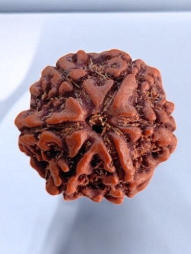 6 Mukhi Nepal Rudraksha-Large
