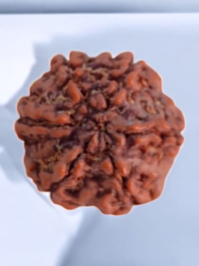 6 Mukhi Nepal Rudraksha-Large