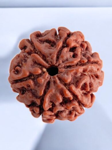 6 Mukhi Nepal Rudraksha-Regular