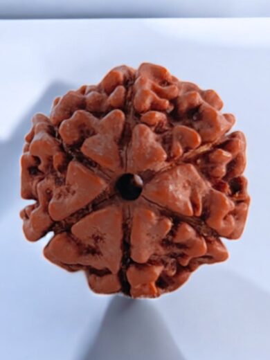 6 Mukhi Nepal Rudraksha-Regular