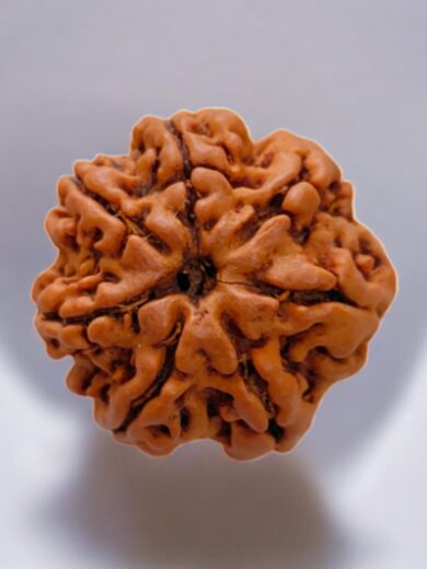 7 Mukhi Nepal Rudraksha-Large