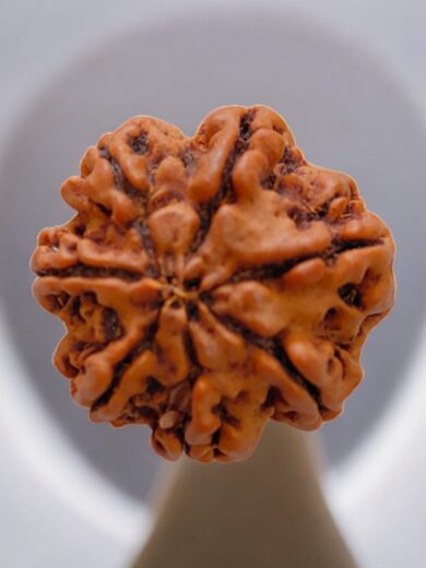 7 Mukhi Nepal Rudraksha-Large