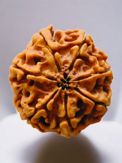 7 Mukhi Nepal Rudraksha-Collector