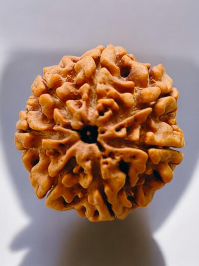 7 Mukhi Nepal Rudraksha-Collector