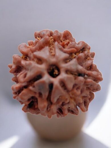 7 Mukhi Nepal Rudraksha-Regular