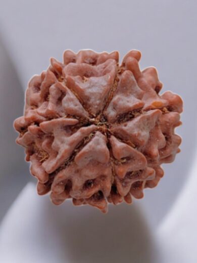 7 Mukhi Nepal Rudraksha-Regular