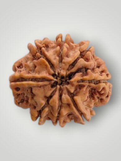 8 Mukhi Nepal Rudraksha-Regular