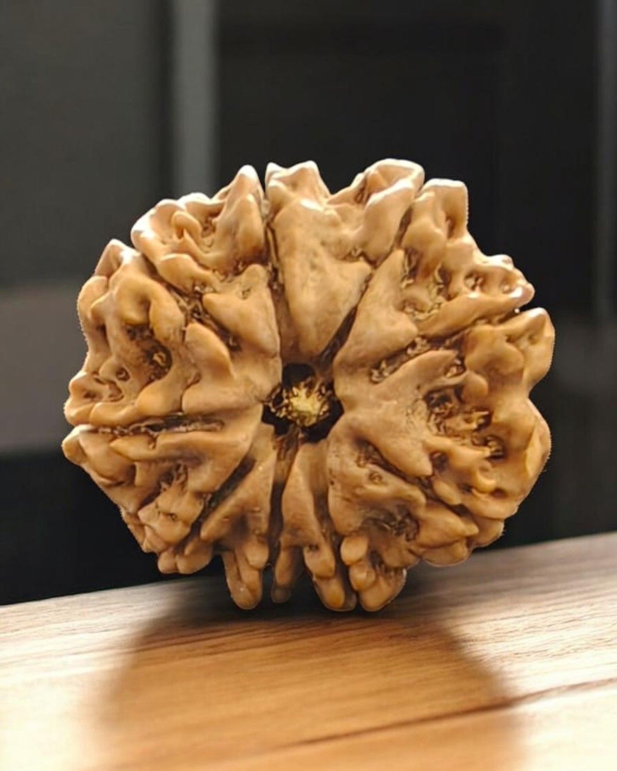 9 Mukhi Nepali Collector Size Rudraksha bead – natural, rare, Goddess Durga blessed spiritual bead