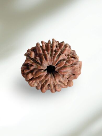 9 Mukhi Nepal Rudraksha-Collector
