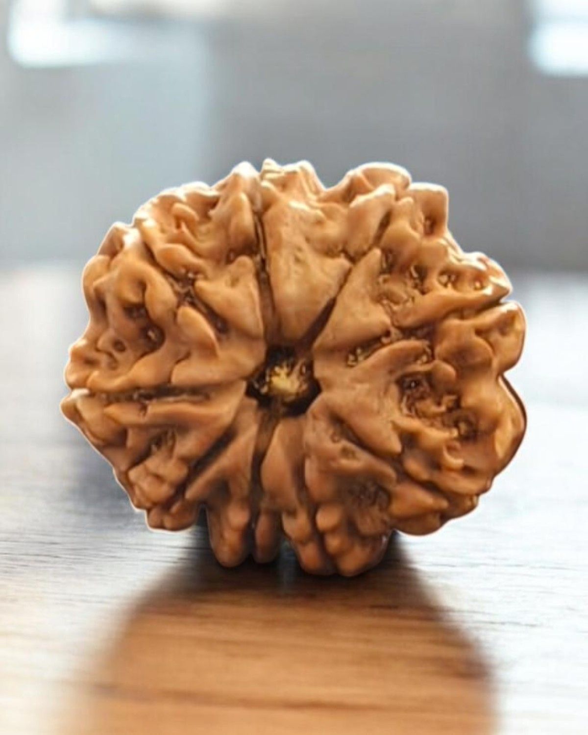 9 Mukhi Nepal Rudraksha-Collector - Image 3