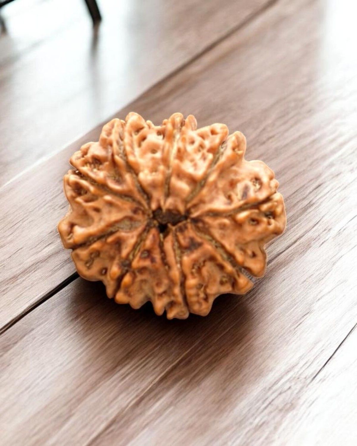 9 Mukhi Nepal Rudraksha-Collector - Image 2