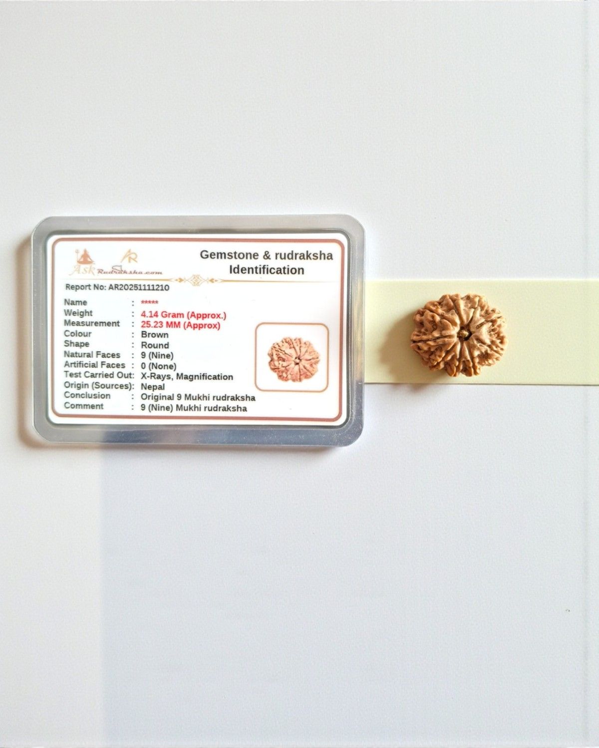 Authentic 9 Mukhi Nepali Collector Size Rudraksha – natural and rare bead blessed by Goddess Durga