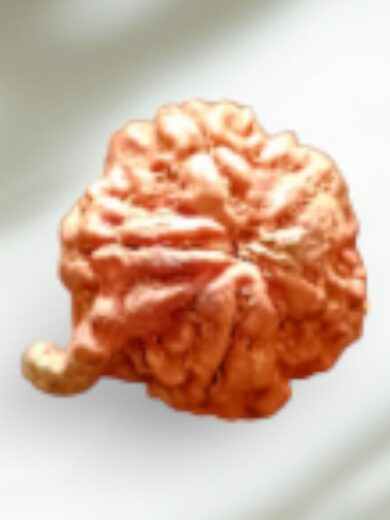 Ganesh Mukhi Rudraksha-Regular