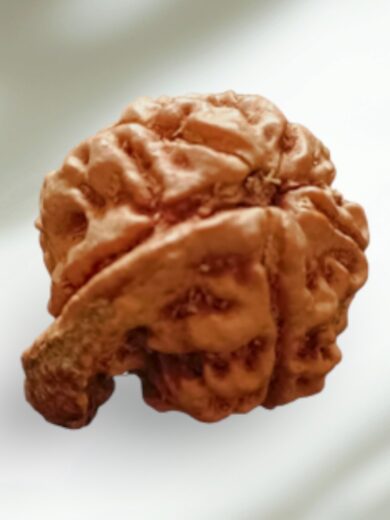 Ganesh Mukhi Rudraksha-Regular