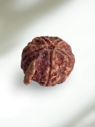 Ganesh Rudraksha-Collector