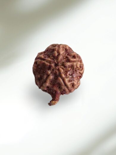 Ganesh Rudraksha-Collector
