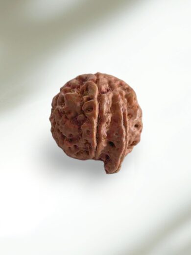 Ganesh Mukhi Rudraksha-Large