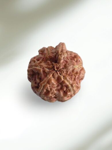 Ganesh Mukhi Rudraksha-Large