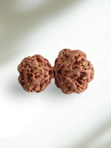 Gauri-Shankar Rudraksha-Collector