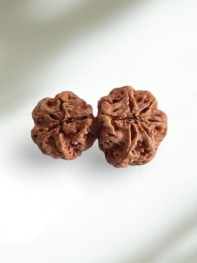 Gauri-Shankar Rudraksha-Collector