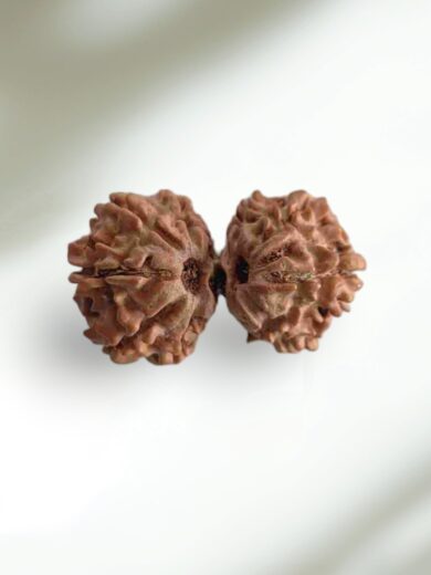 Gauri-Shankar Rudraksha-Large