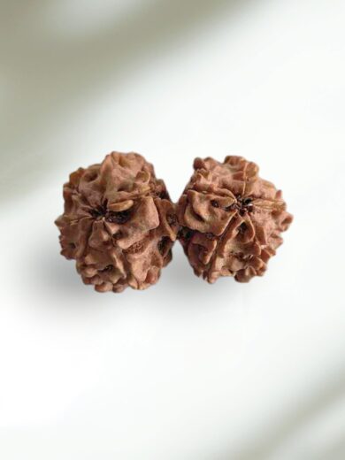 Gauri-Shankar Rudraksha-Large