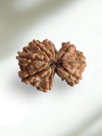 Gauri-Shankar Rudraksha-Regular
