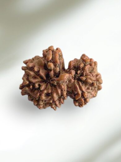 Gauri-Shankar Rudraksha-Regular