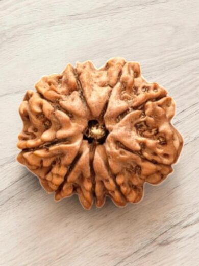 Natural 9 Mukhi Nepali Collector Rudraksha bead