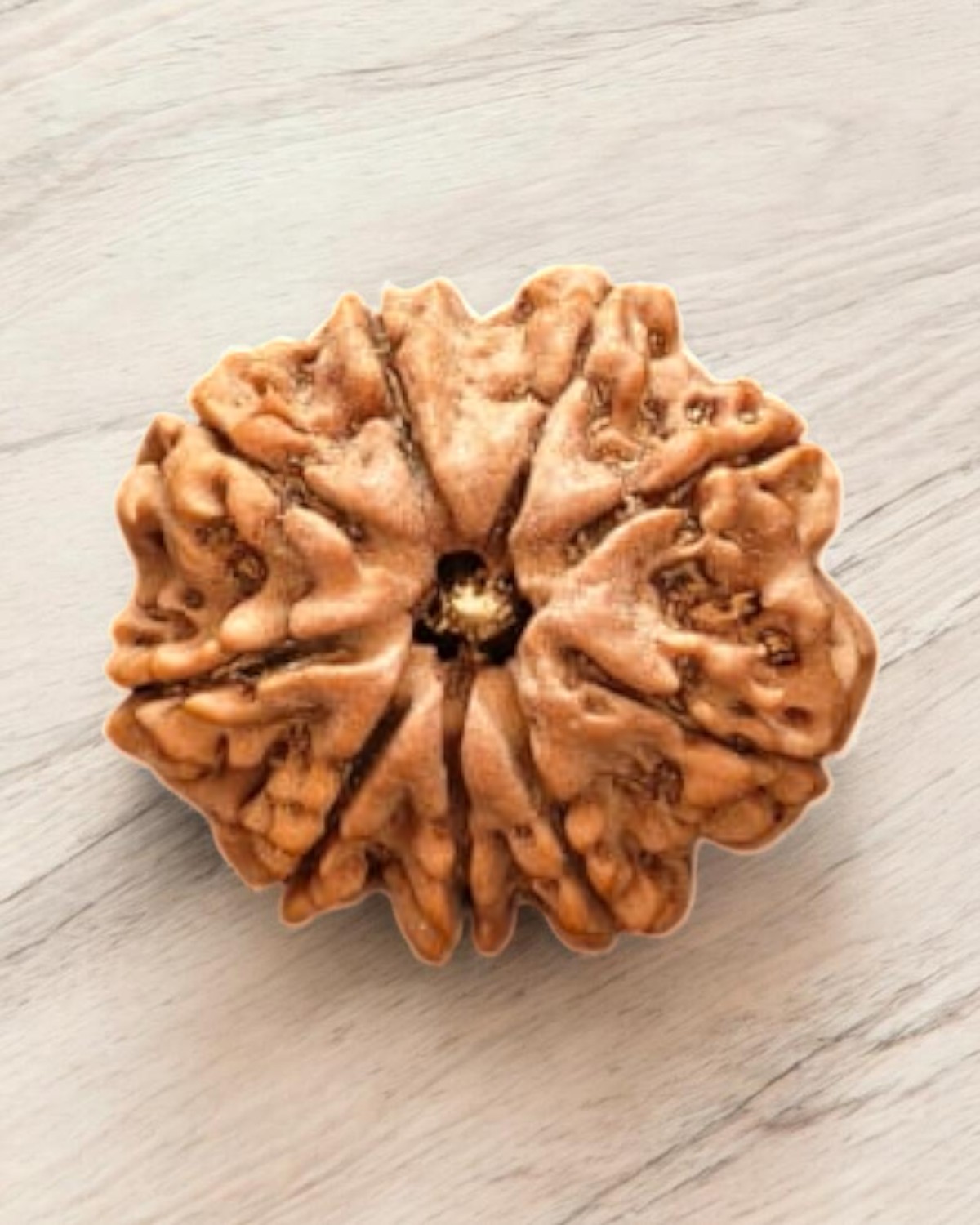 Natural 9 Mukhi Nepali Collector Rudraksha bead